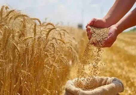 ۴۲ هزار تن گندم تاکنون در هرمزگان خرید تضمینی شده است