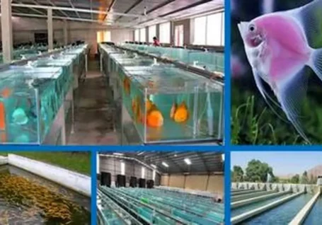 ایجاد و تحقق زنجیره آبزی پروری استان مرکزی در گرو ۱۵ هزار میلیارد ریال