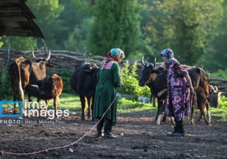 «جنگلداری اجتماعی» داروی شفابخش برای حفظ هیرکانی