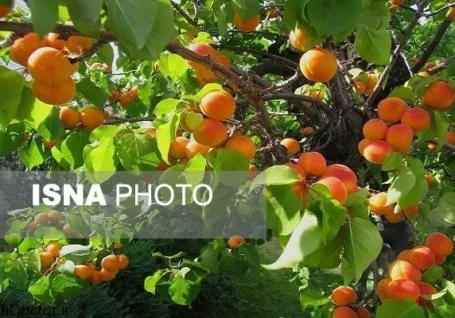 برداشت بیش از ۷ هزار تن زردآلو از باغات تفتان