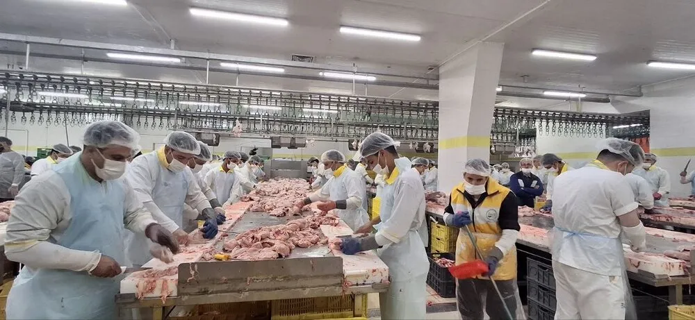 زنجیره مرغ گلستان زیر فشار هزینه ها / تأخیر نهاده ها، تعادل بازار مرغ را برهم زد