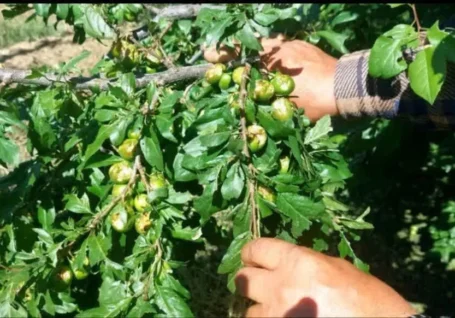 خسارت سنگین تگرگ به باغات شبستر؛ کارشناسان جهاد کشاورزی برای جبران وارد عمل شدند