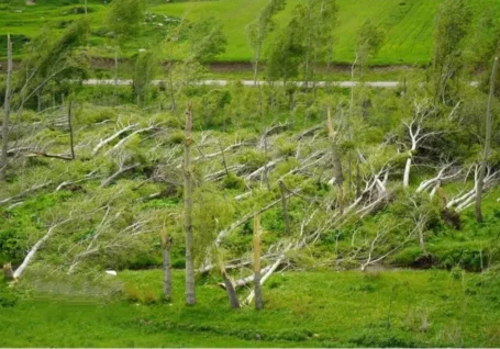 خسارات سنگین وزش باد به باغداران روستای انجرد اهر