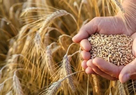 اینفوگرافیک؛ پیش بینی خرید ۱۸۰ هزار تن گندم در خراسان شمالی