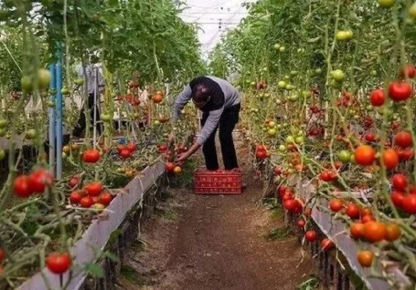 اینفوگرافیک؛ تولید محصولات گلخانه ای همدان با هدف صادرات