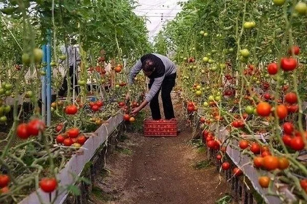 اینفوگرافیک؛ تولید محصولات گلخانه ای همدان با هدف صادرات