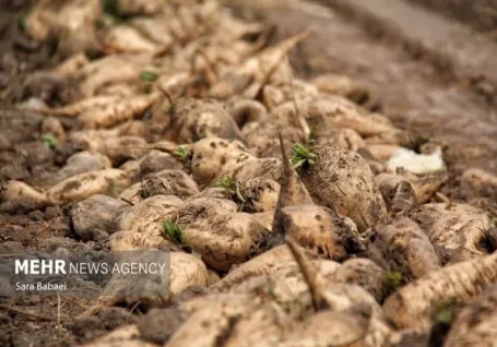 اینفوگرافیک؛ وضعیت تولید چغندر قند در سرپل ذهاب