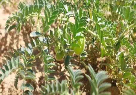 اینفوگرافیک؛ «مبارزه بیولوژیک» راهکار نوین حفاظت از مزارع نخود لرستان