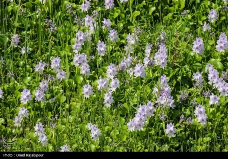 «شیطان آبی» دوباره برگشت/ سنبل آبی به جان تالاب های شمال افتاد!